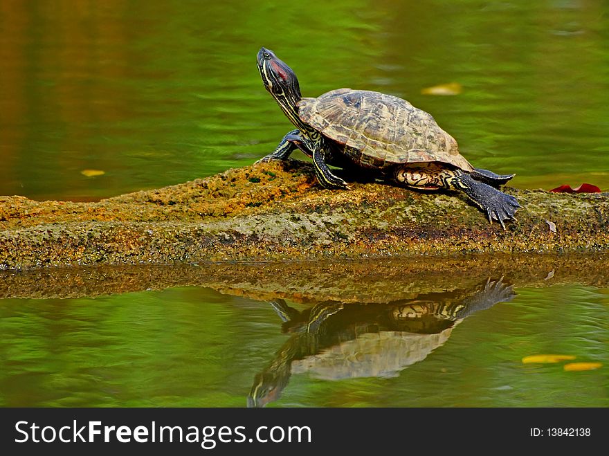 Amphibian animal live by the water side. Amphibian animal live by the water side