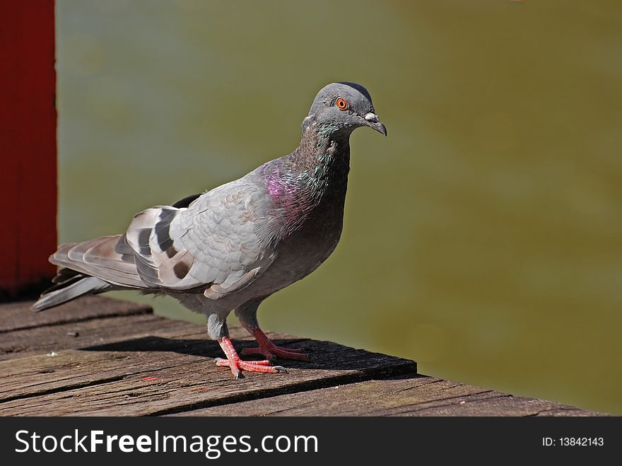 Pigeon Bird In The Parks