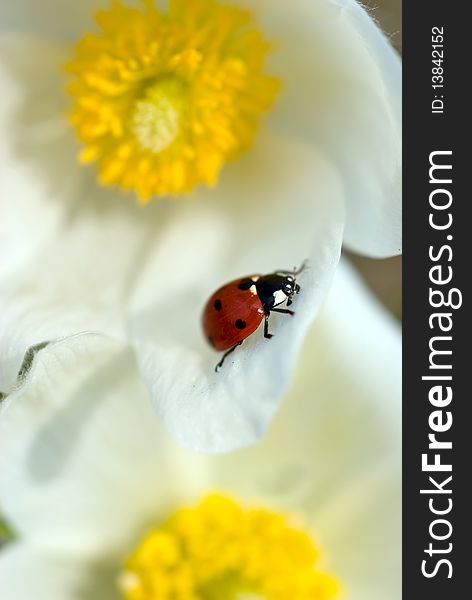 Ladybug on a white flower petals. Ladybug on a white flower petals