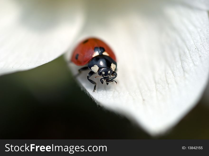 Ladybird on a white flower petals. Ladybird on a white flower petals