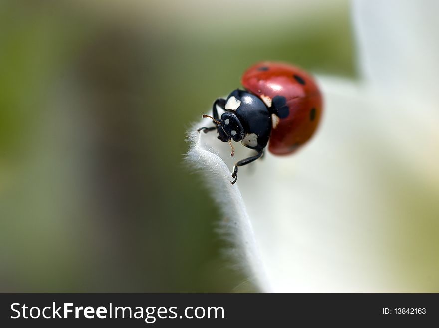 Ladybug Close-up