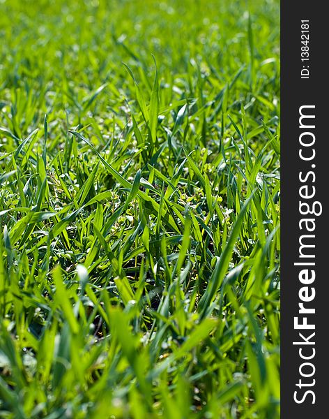 Field of fresh green plants. Field of fresh green plants