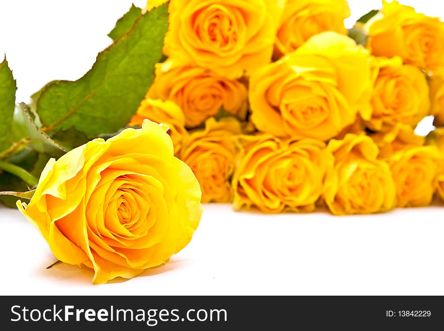 One and bunch of yellow roses on white background. One and bunch of yellow roses on white background.
