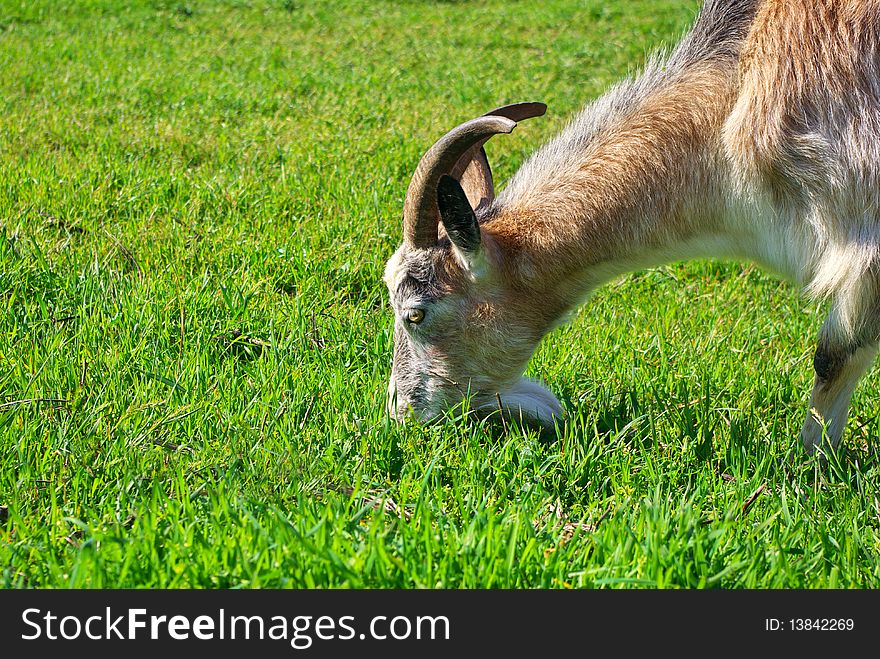 Goat eating grass. Nature composition.