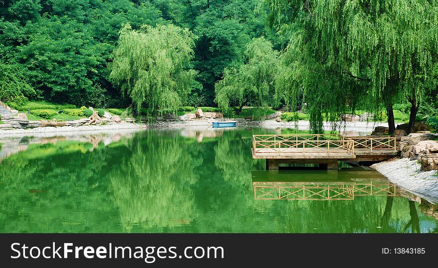 Lake in summer branch lake tree green willow