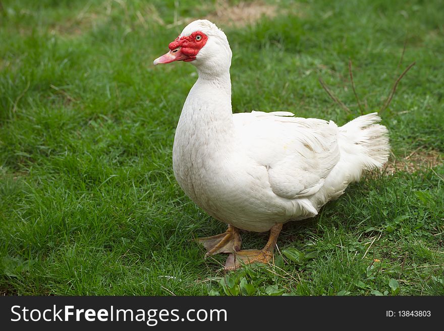 Domestic goose walking on the grass