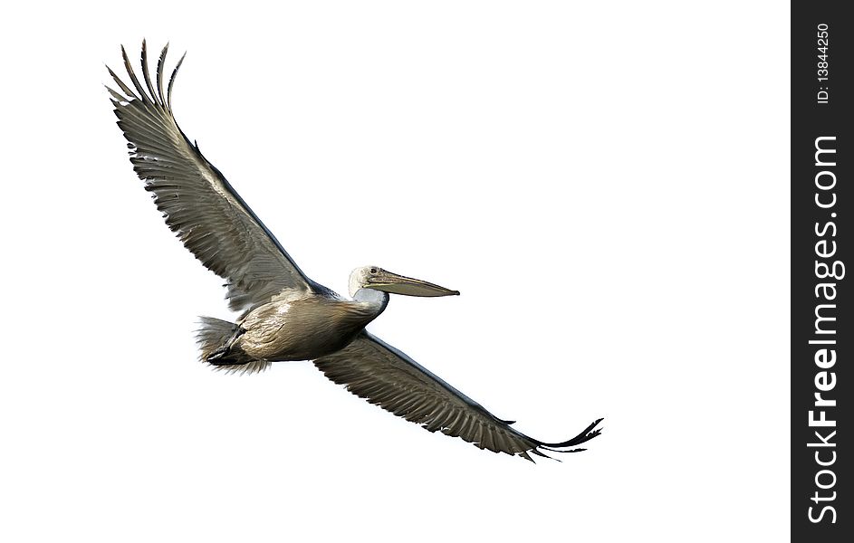 Dalmatian Pelican isolated on white