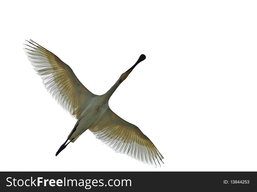 Spoonbill in flight isolated on white