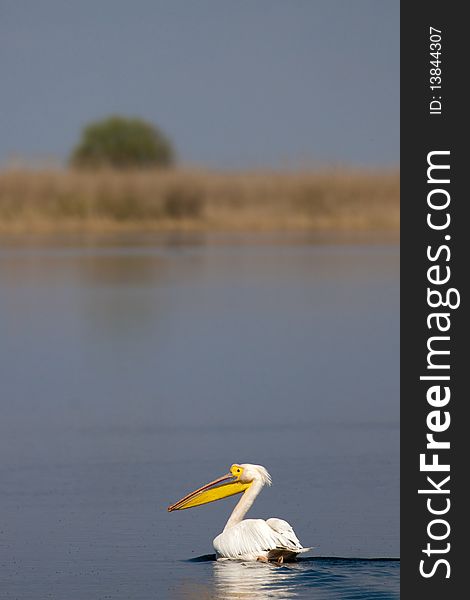 Great White Pelican On Water