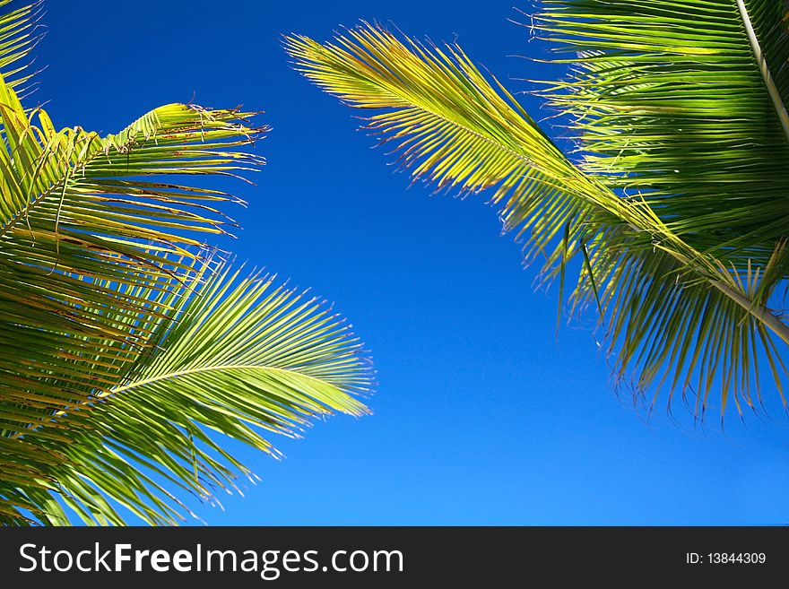 Green palms leaf on blue sky background, Dominican Republic