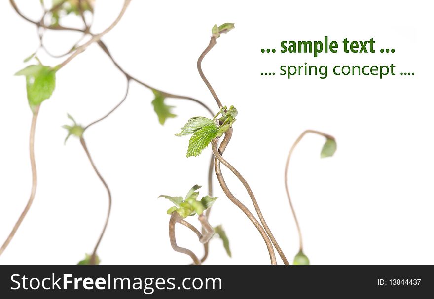 Lovely spring flora against white background ( shallow depth of field)