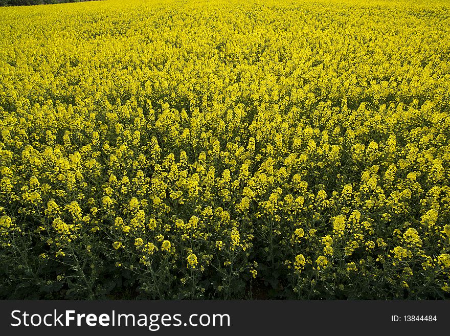 Yellow flowering of a rape field