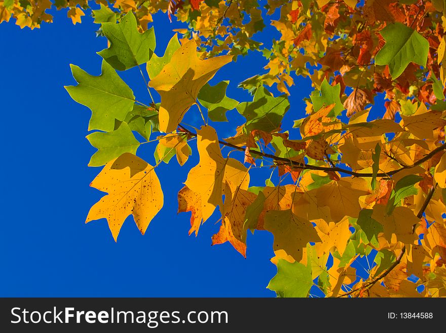 Yellow and green leaves against the clear blue sky. Yellow and green leaves against the clear blue sky