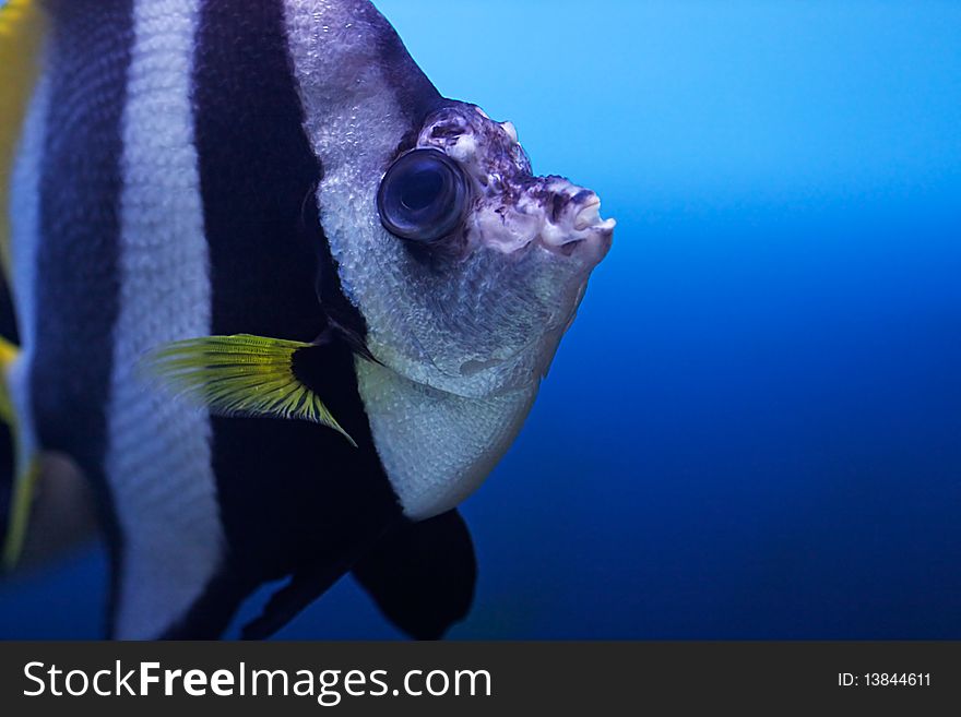 The exotic tropical fish close-up. The exotic tropical fish close-up.