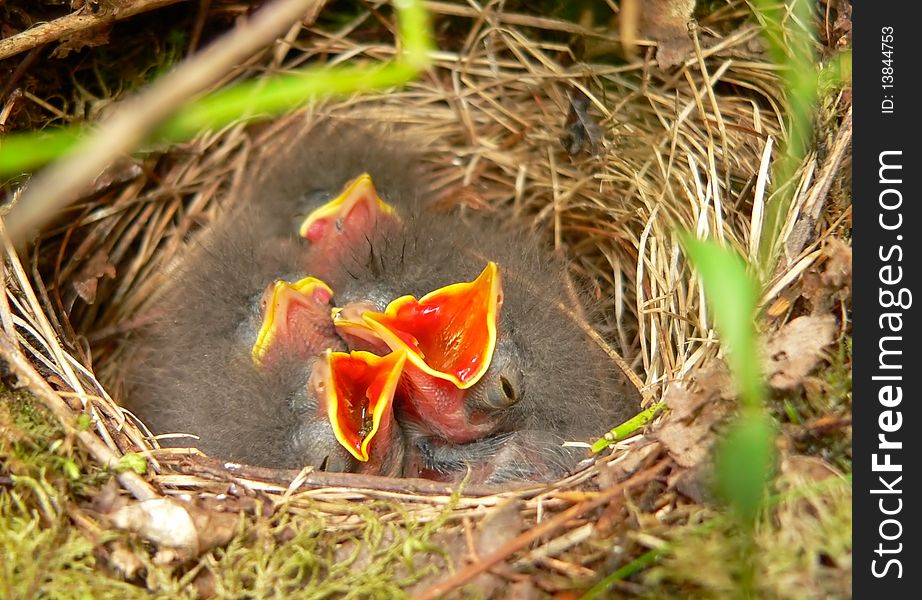 The hungry nestlings of a tree pipit.