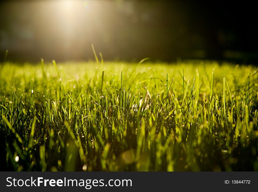 Background of unreal black sky with sun and grass. Background of unreal black sky with sun and grass