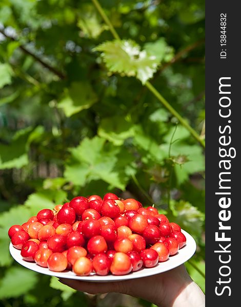 Tasty cherries on the plate outdoors