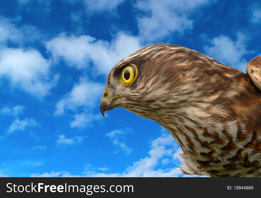 The sparrow-hawk on a sky background. The sparrow-hawk on a sky background.