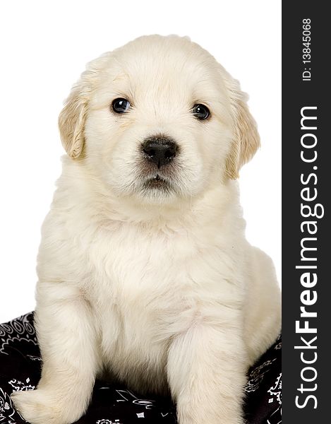 Golden retriever puppy on white background