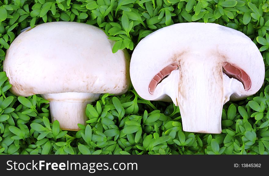 Fresh mushroom half on fresh green cress