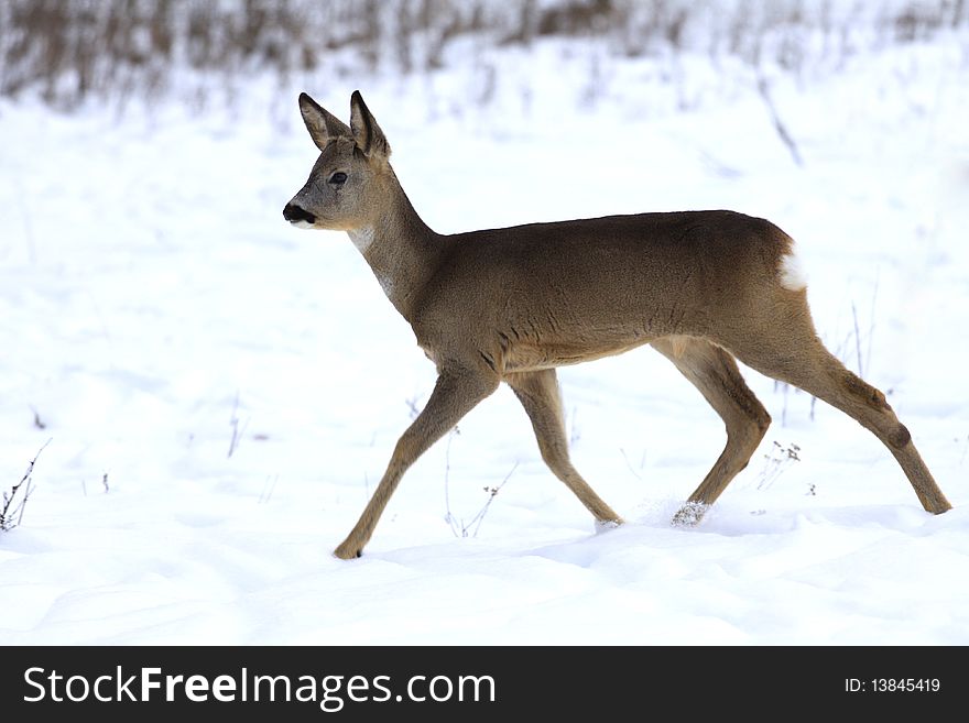 The Carpatian fawn runs in the snow. The Carpatian fawn runs in the snow
