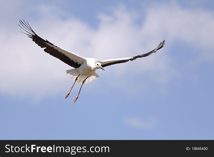 Stork flying high above the ground in spring. Stork flying high above the ground in spring