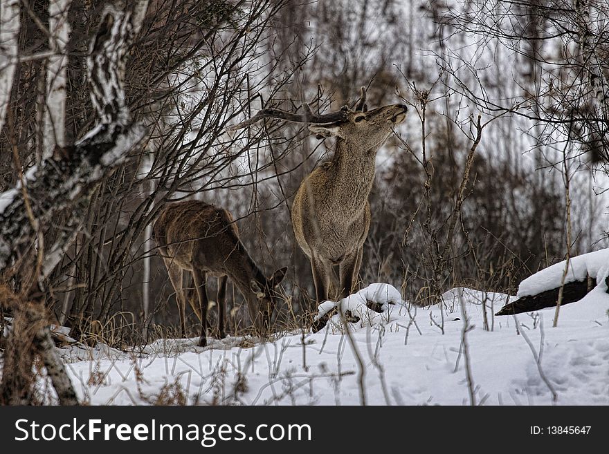 The deers are in the forest in winter. The deers are in the forest in winter