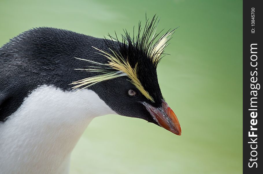 Rockhopper penguin with a green blurred background. Rockhopper penguin with a green blurred background