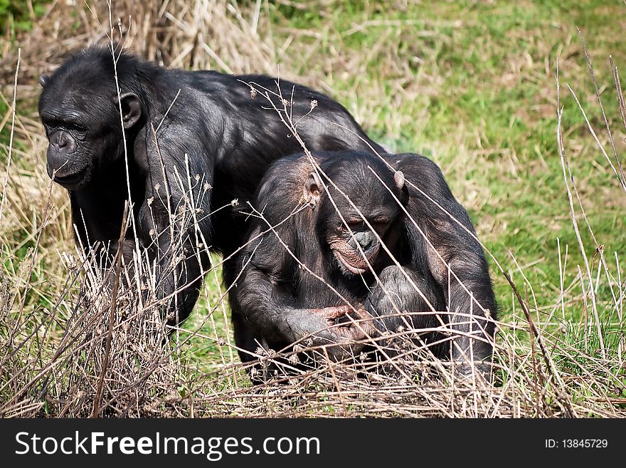 Two chimpanzees looking for food in a grass field. Two chimpanzees looking for food in a grass field