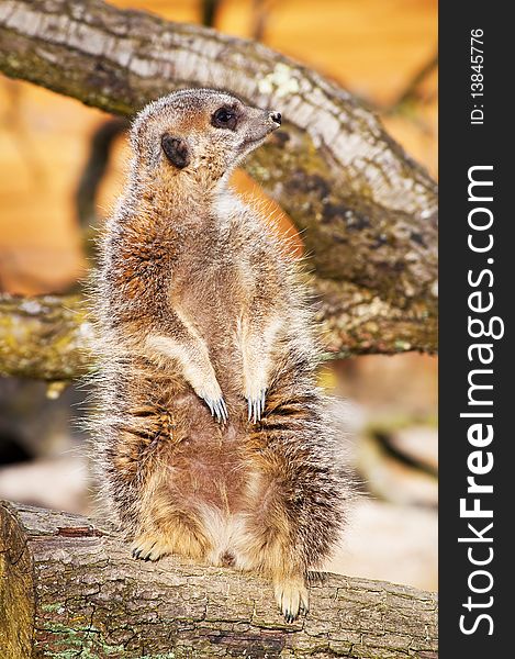 A vigilant meerkat in a tree branch looking out for predators. A vigilant meerkat in a tree branch looking out for predators