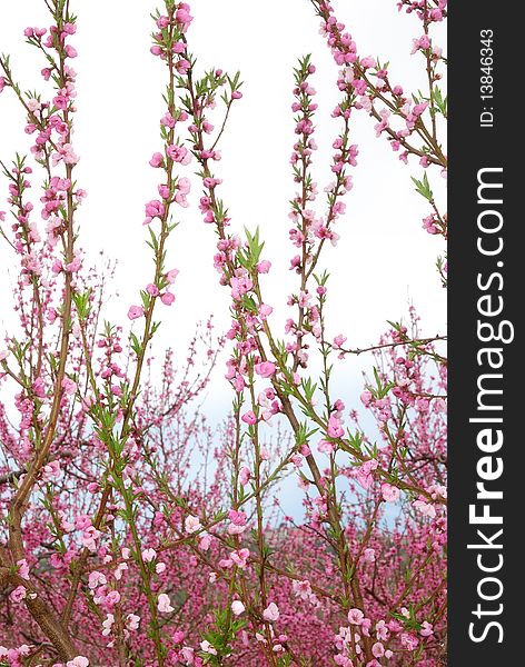 Peach flowers under white sky in spring