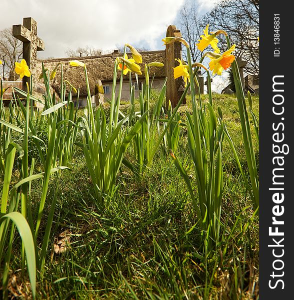 Spring time in an idyllic English village setting showing daffodil flowers set against gravestones. Spring time in an idyllic English village setting showing daffodil flowers set against gravestones.