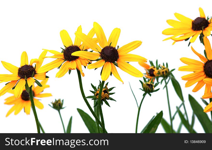 Yellow rudbeckia on white background