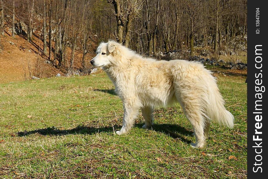 Romanian shepherd dog in Mehedinti mountains, Romania