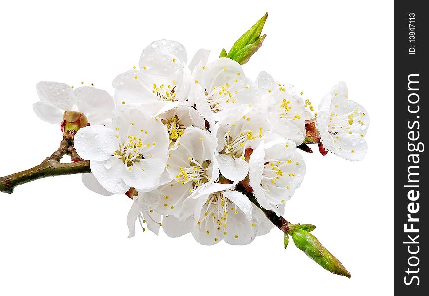 Wet flowers of apricot isolated on white background. Wet flowers of apricot isolated on white background.