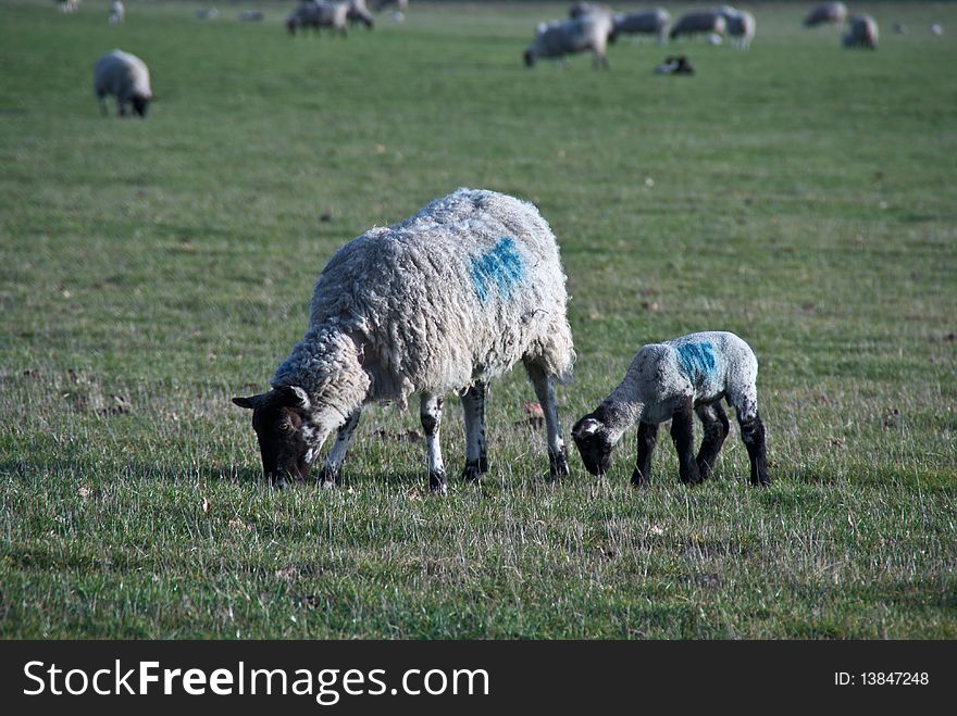 A sheep and lamb graze in a field. A sheep and lamb graze in a field