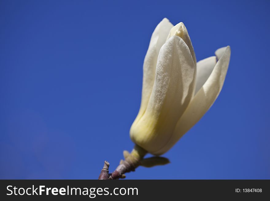 Close up of the white magnolia