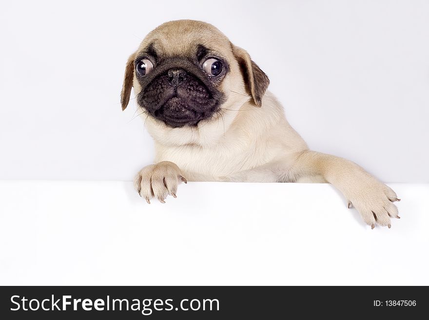 Cute Pug puppy on white background with space for text. Cute Pug puppy on white background with space for text.