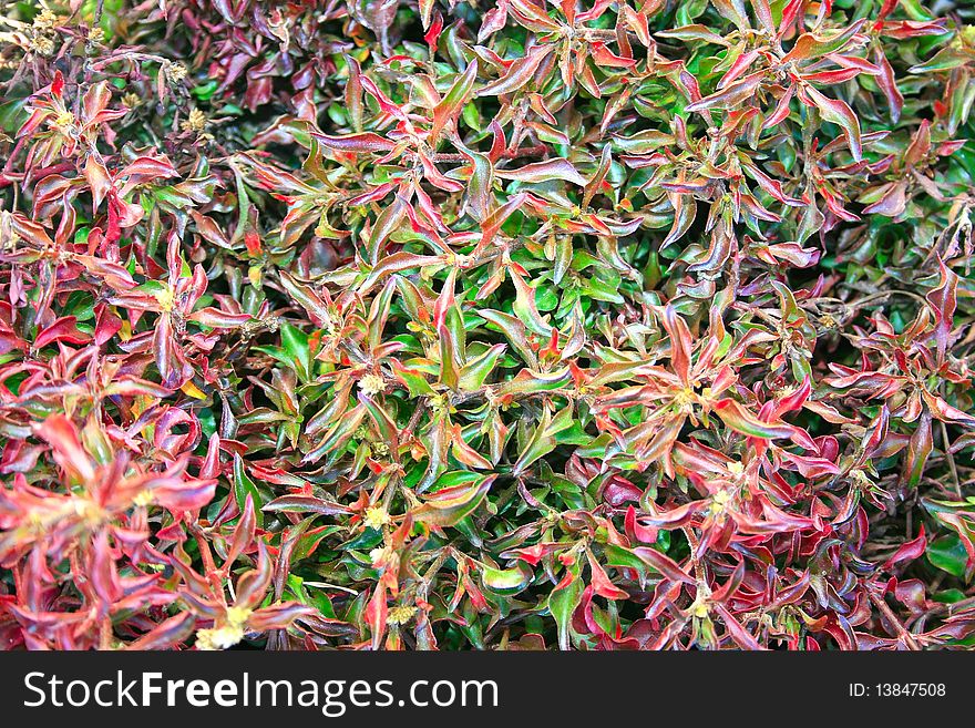 Plant leaves as a background. Plant leaves as a background.