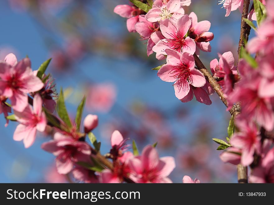 An almond tree in full blossom. An almond tree in full blossom