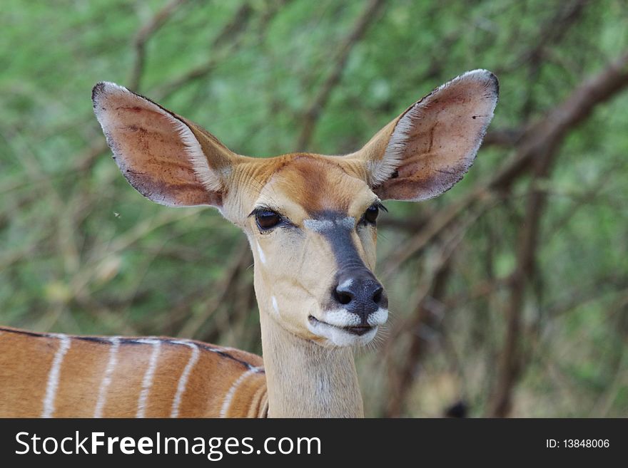 An adult female Nyala gazelle