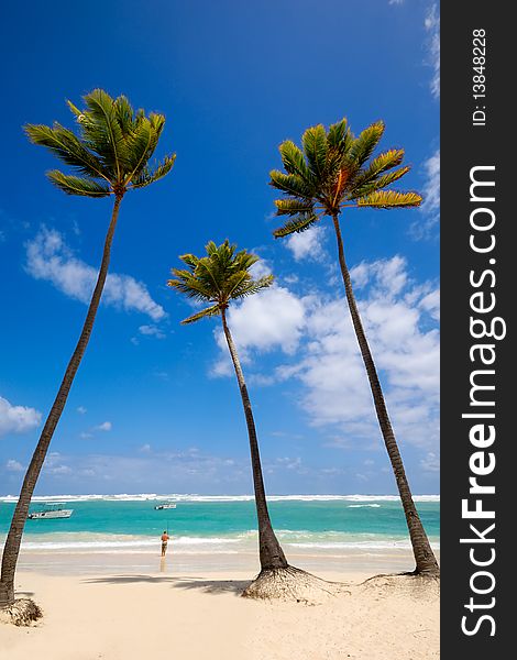 Palm hanging over exotic caribbean beach with the coast in the background. Palm hanging over exotic caribbean beach with the coast in the background.