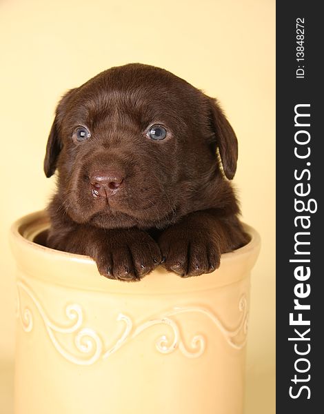 Labrador puppy in a cookie jar.