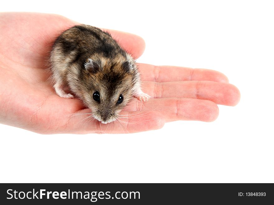 Hamster on palm insulated on white background