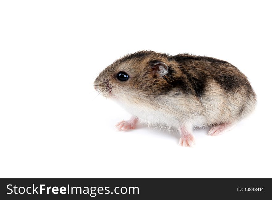Feathery hamster with rose paw on white background