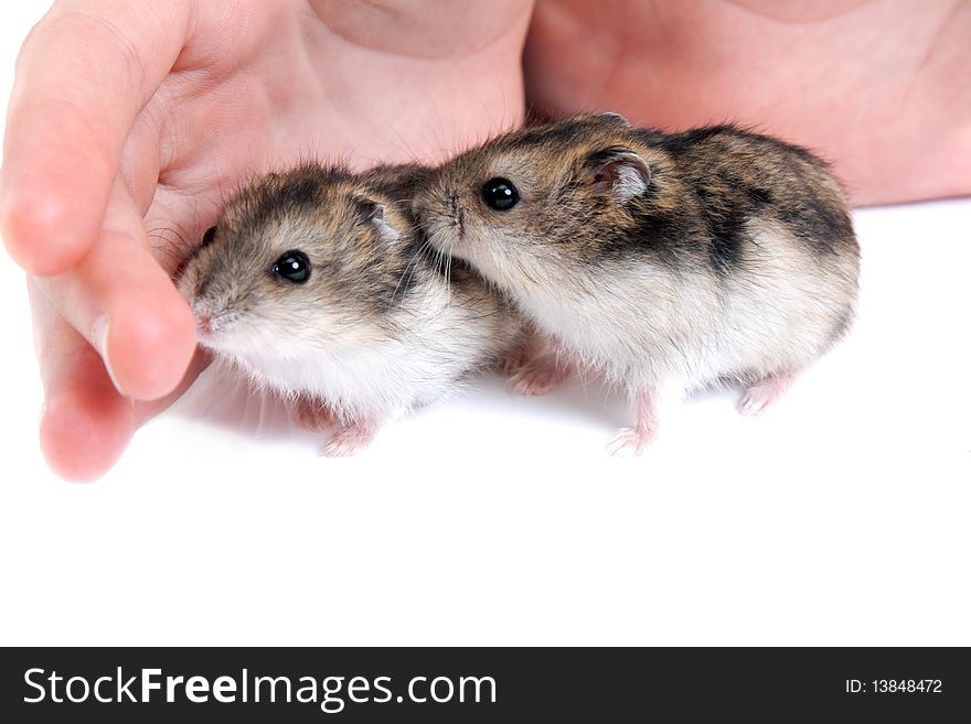 Two hamster on palm
