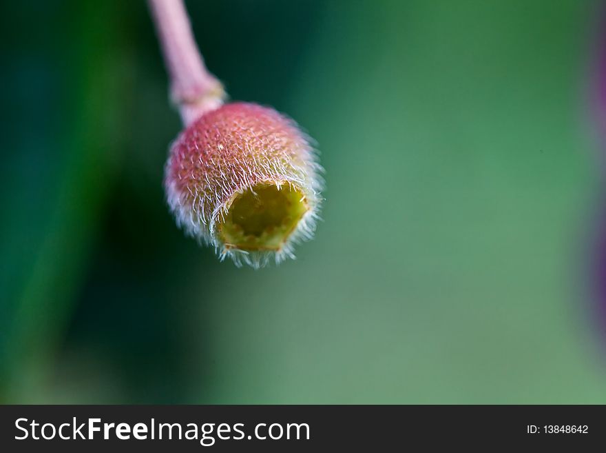 Close-up of tiny flower buds with blur background