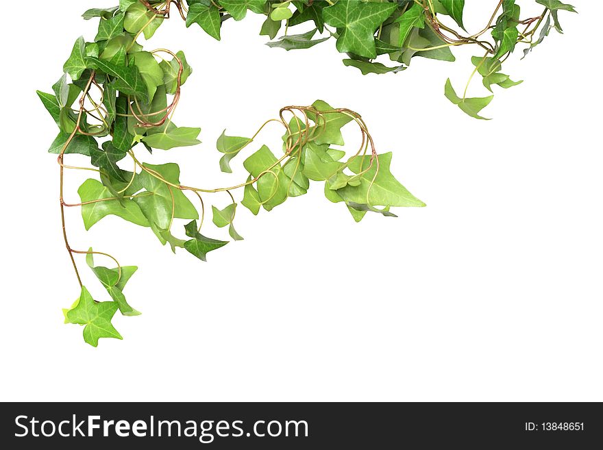 Nice green ivy isolated on white background with clipping path