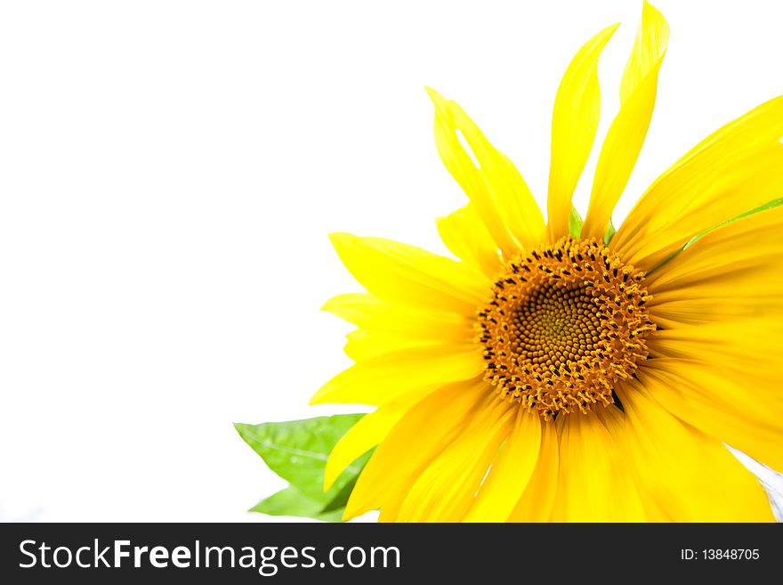 Yellow sunflower with green leaf on white background