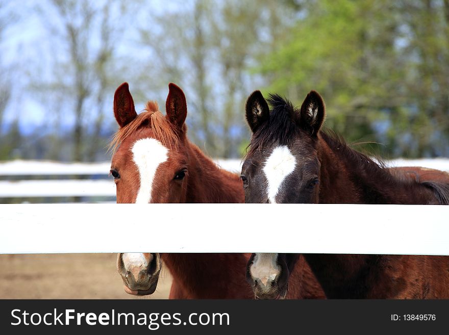 Horses behind a fence.